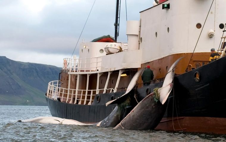 Matar ballenas sería ahora admisible, aunque de forma más humana, según el gobierno islandés