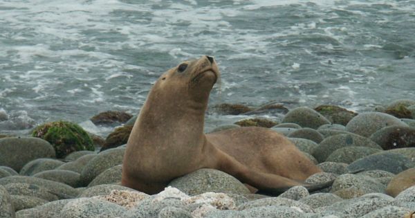 Uruguay confirms first sea lion death from bird flu — MercoPress