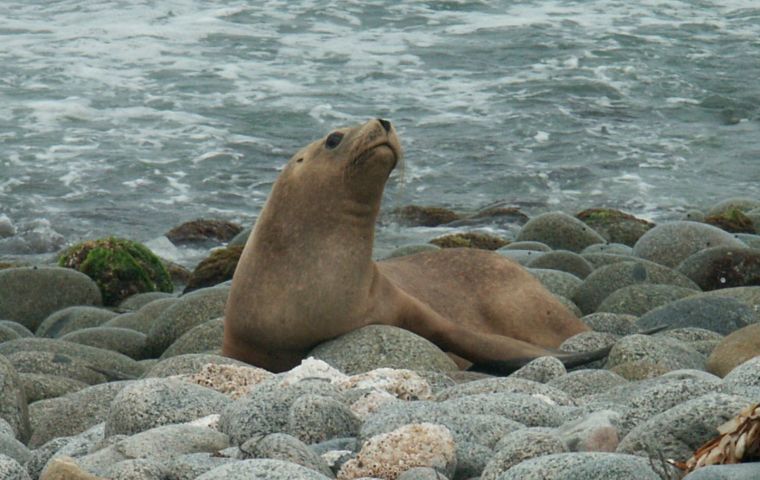 Sea lions use these structures for shelter, especially on cold days, Tesor said.