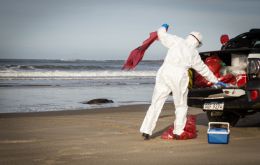 Un león marino presuntamente muerto por la gripe aviar yace en la playa de Cabo Polonio, Uruguay. Foto: Sebastián Astorga