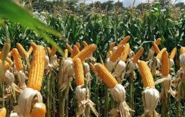Una menor producción de maíz en la última campaña, sumada a la caída de los precios internacionales, ha contribuido significativamente a las últimas cifras