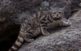 El gato andino habita las tierras altas de los Andes y elevaciones de la estepa patagónica en Argentina