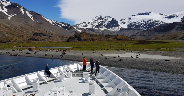 South Georgia reopens for tourism after no bird flu detected in penguin colony — MercoPress