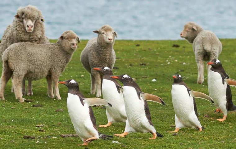 Las Falklands tienen un rodeo de más de medio millón de ovejas y tradicionalmente su economía se basaba en la lana  