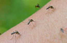 La especie Aedes albifasciatus no es la que propaga el virus del dengue