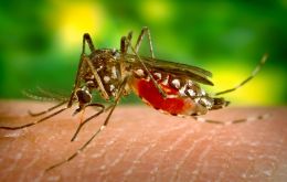 Brasil podría tener el doble de casos de dengue este año que en 2023, según Trinidade