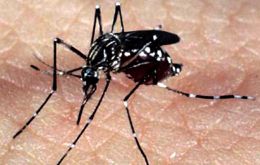 Las autoridades locales celebrarán una jornada este sábado para aumentar la concienciación contra el mosquito aedes aegypti