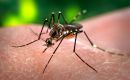 Argentina registra 106 muertes confirmadas por dengue en lo que va del año