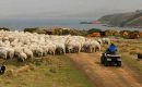 Las Falklands tradicionalmente se dedicaron a la cría de ovejas, tal lo indica su escudo, y en la actualidad tienen un rebaño próximo al medio millón de cabezas