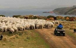 Las Falklands tradicionalmente se dedicaron a la cría de ovejas, tal lo indica su escudo, y en la actualidad tienen un rebaño próximo al medio millón de cabezas