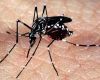 El mosquito Aedes Aegypti se ha vuelto inmune a algunos insecticidas debido al uso excesivo de estos productos