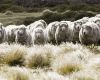 La producción de lana tiene una larga tradición y de identidad para las Falklands