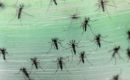 Las autoridades sanitarias federales desplegarán una táctica biotecnológica para desarmar al mosquito Aedes Aegypti