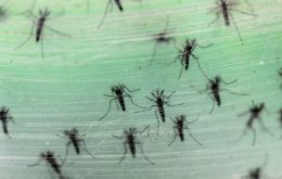 Las autoridades sanitarias federales desplegarán una táctica biotecnológica para desarmar al mosquito Aedes Aegypti