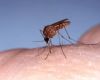 El oropouche provoca un cuadro similar al del dengue