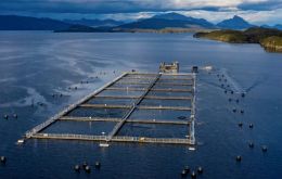 En Chile la cría comercial de salmones en gran escala se ha convertido en una gran industria exportadora