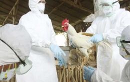 El caso mexicano se produjo luego de que en las últimas semanas aparecieran casos de H5N1 en vacas lecheras de Estados Unidos.
